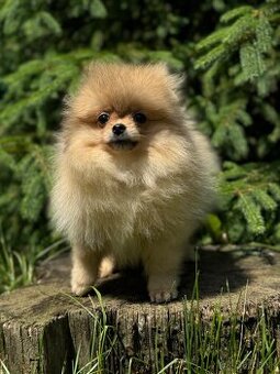 Pomeranian Mini fenečka PP FCI