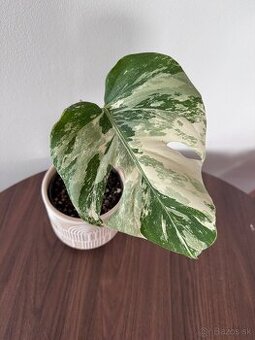 Monstera - 1