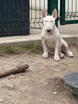 miniaturny bullterrier, bullterrier