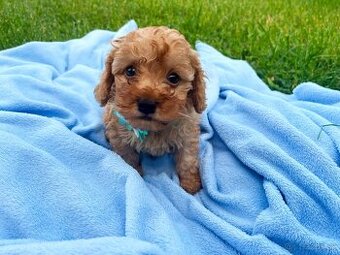 Pudel / pudlík - trpaslíči,