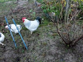 Predám kohúta sassex