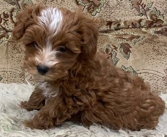 Maltipoo - 1