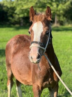 Hřebec Welsh Cob v atraktivní barvě