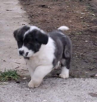 Stredoazijsky ovciak - 1