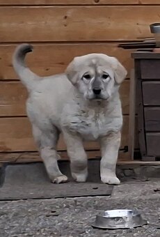 Stredoazijsky ovciak