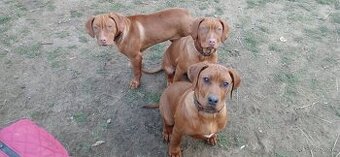 Rhodesian Ridgeback