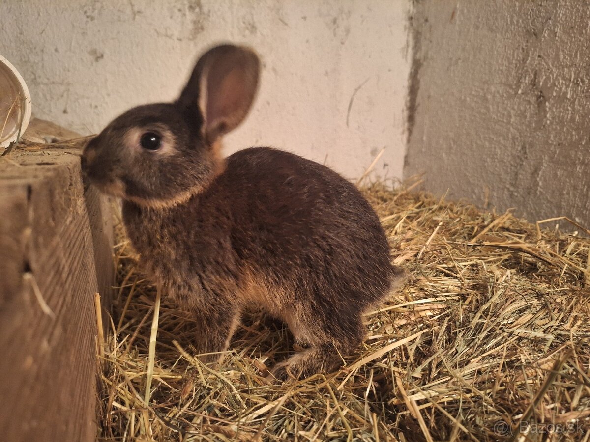 Predávam zakrslé králiky - 2