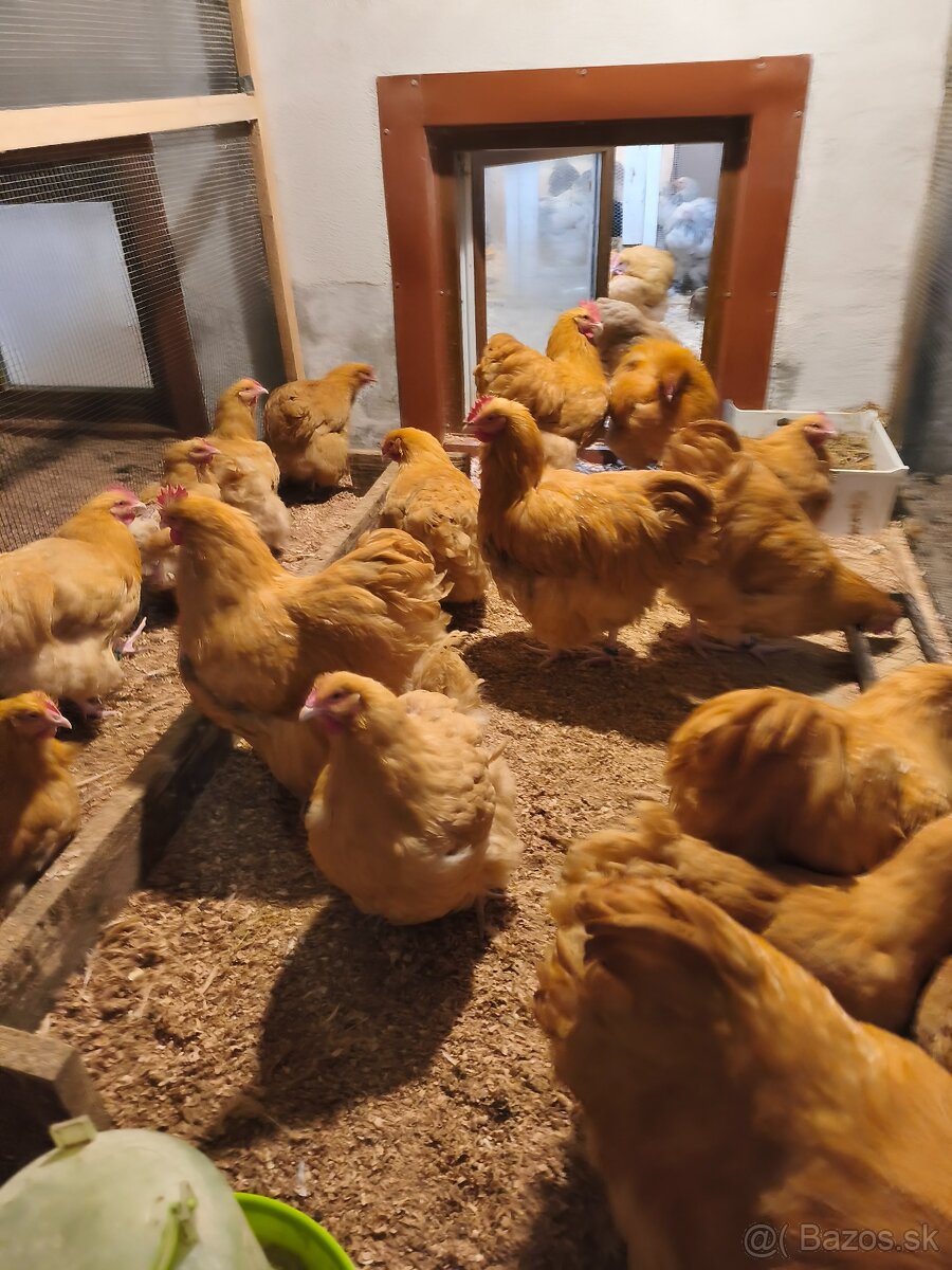 Orpingtonka žltá velká forma - 2