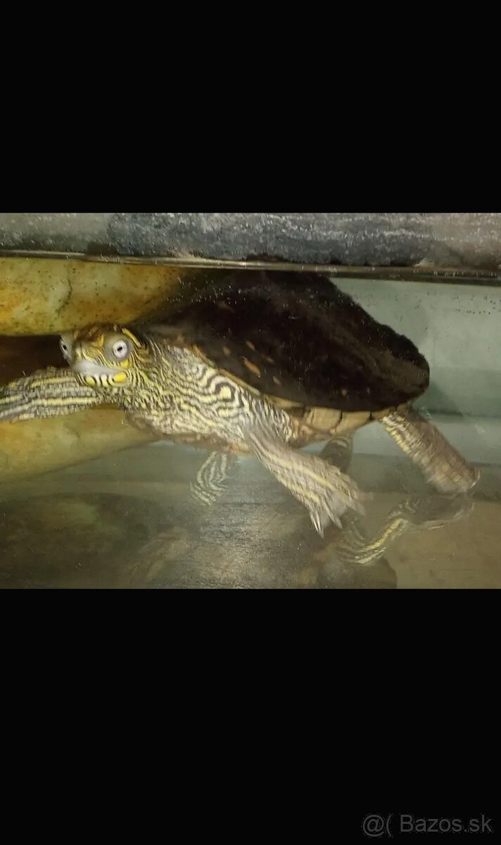 Predám korytnačku mapovu s príslušenstvom - 2