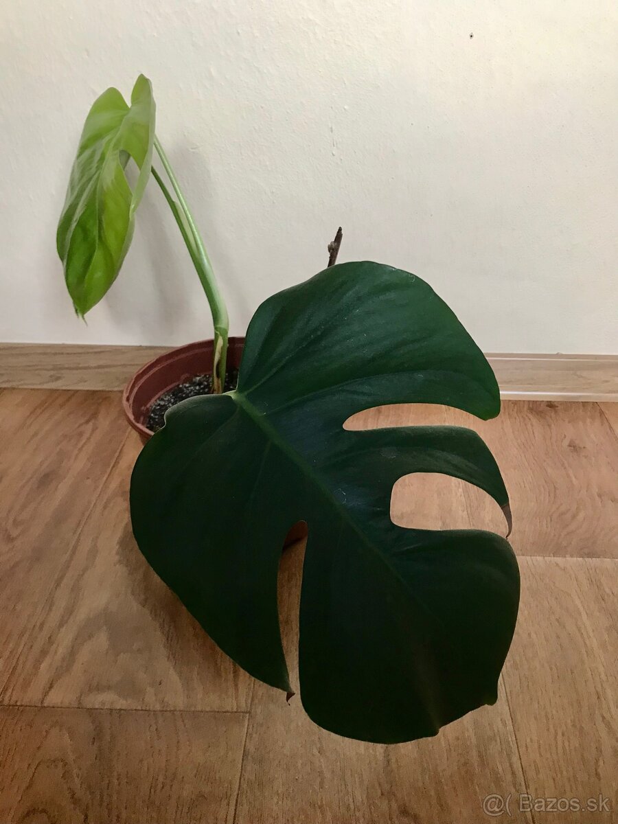 Monstera deliciosa 2 - 2