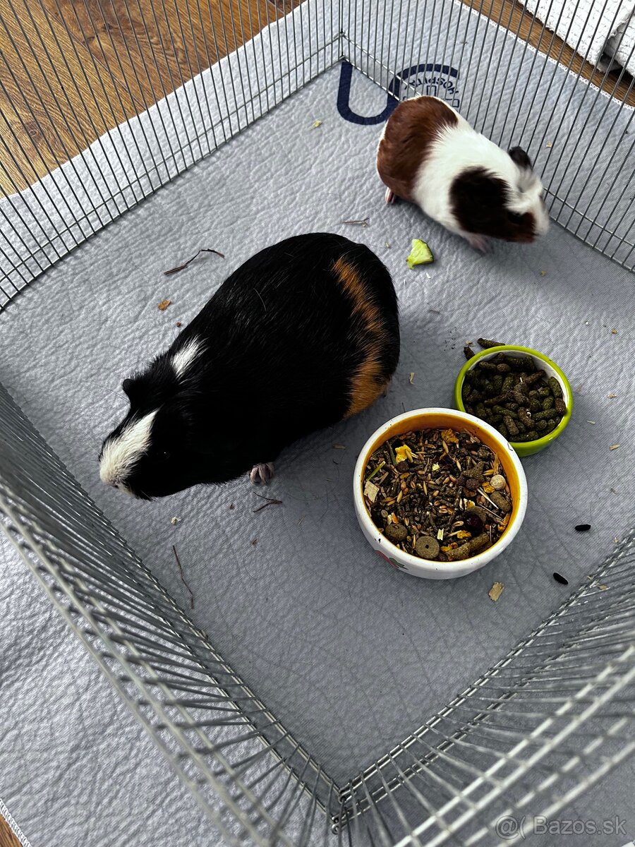 Darujeme morčiatka - 2