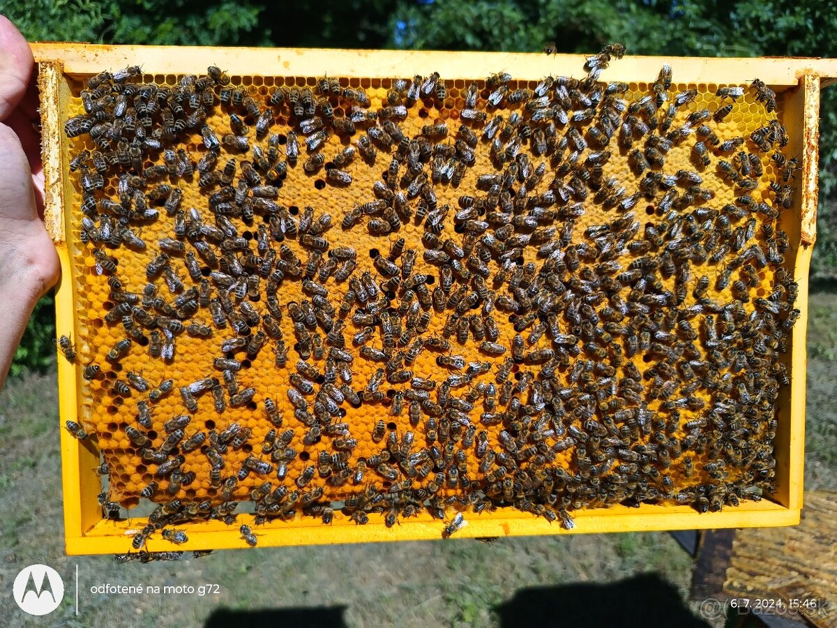Predám včely - 2