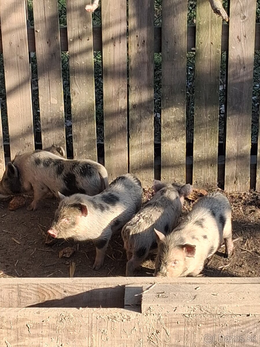 Vietnamske prasa - 2