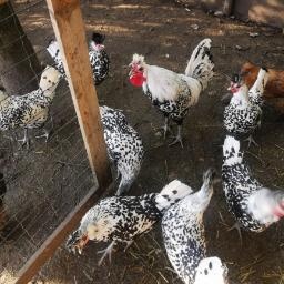 Predám násadové vajíčka - 2