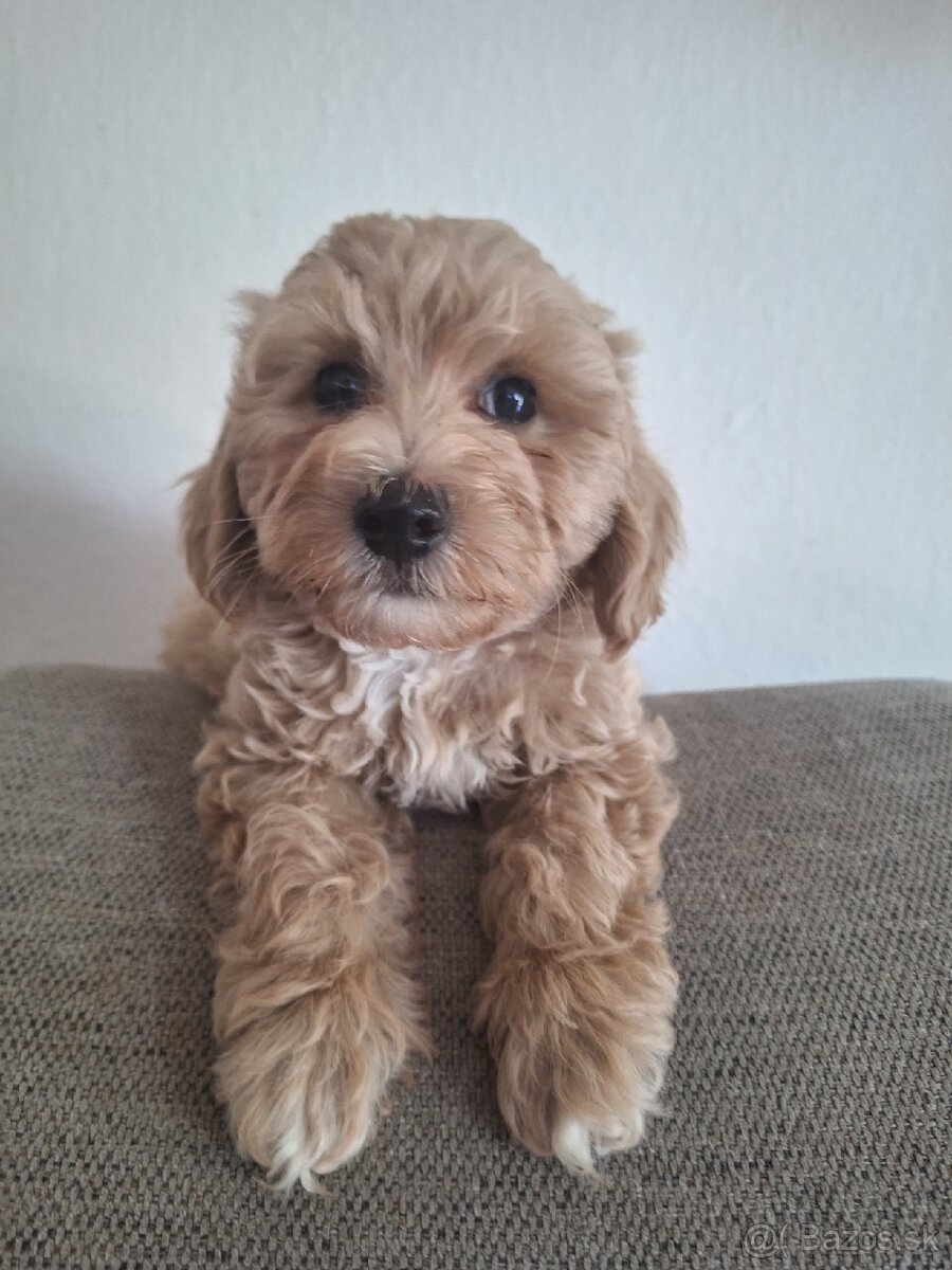 Maltipoo - 2