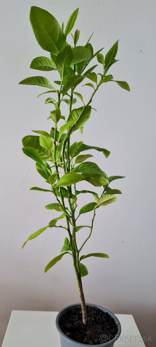 Citronovník - 2