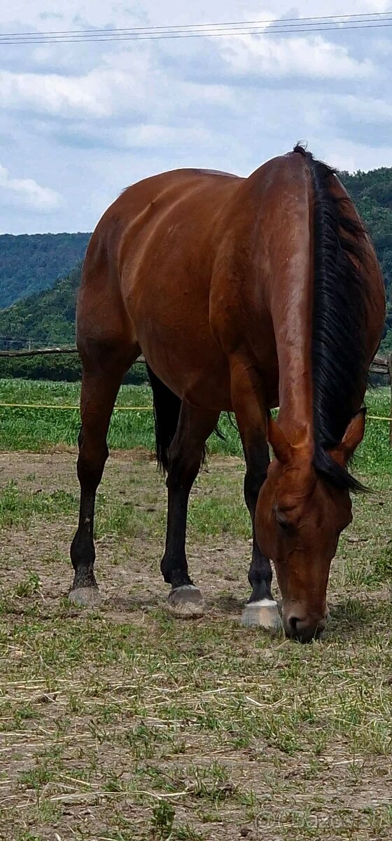 Quarter Horse Kobylka vhodná na jazdenie aj do chovu - 2