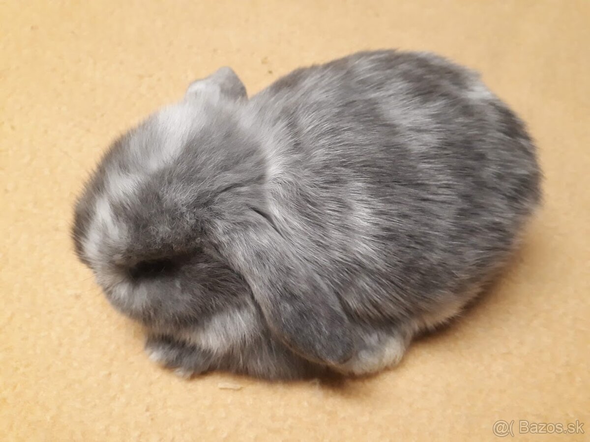 Zakrslý baranček -zdrobnelý - 2