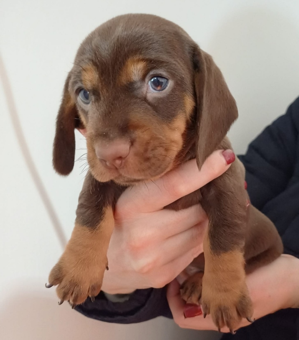 Hungary Túrkeve - 2