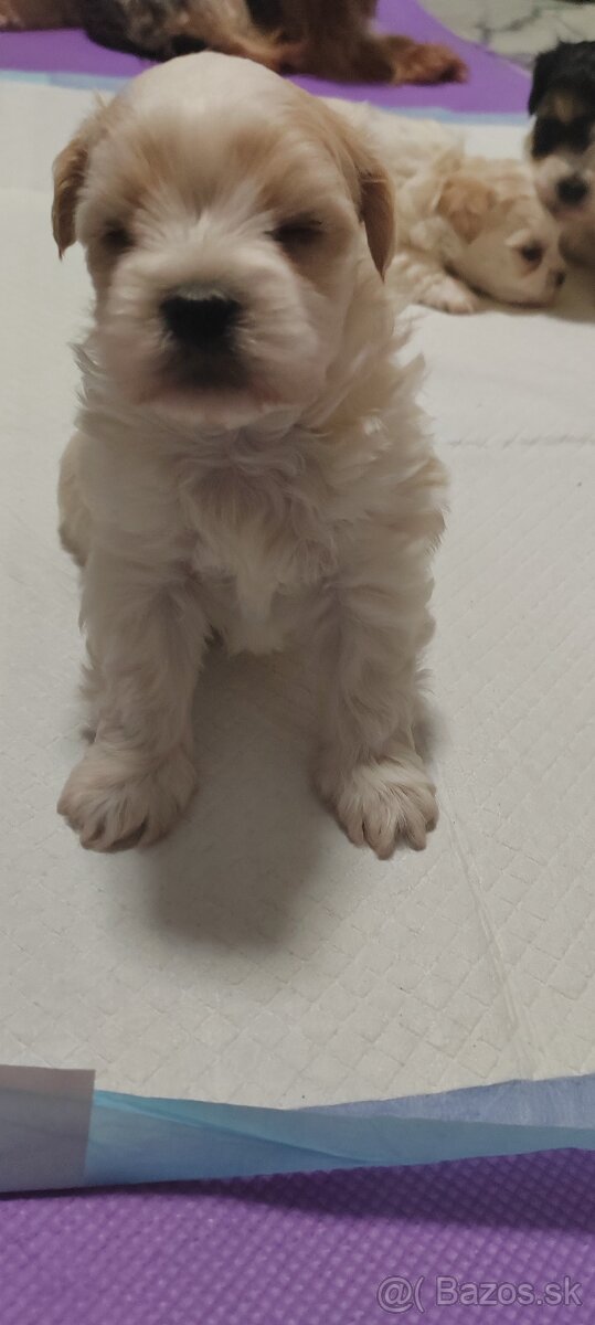 Predám Yorkshire terrier mini - 2