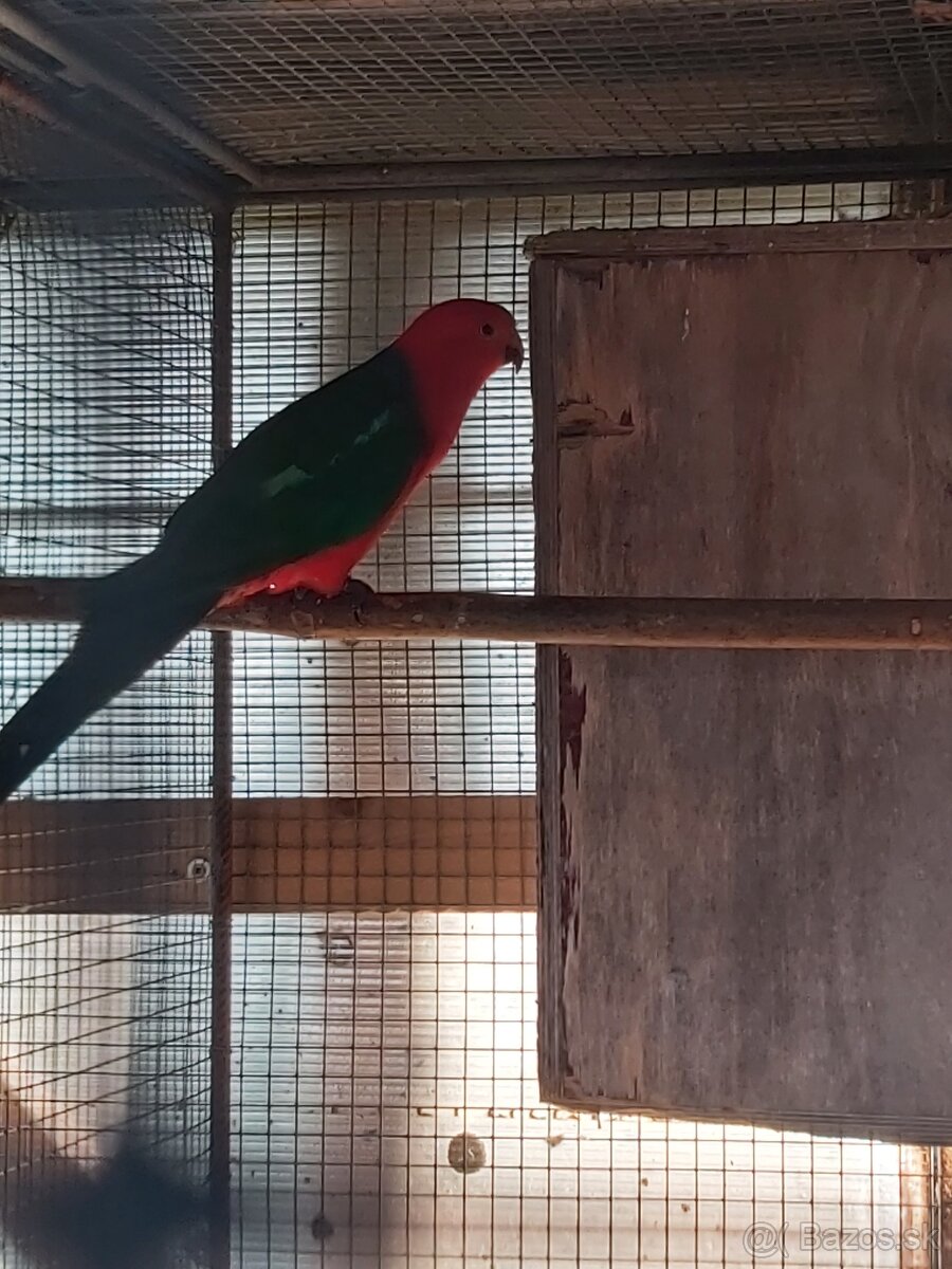 Papagáj kráľovský - 2