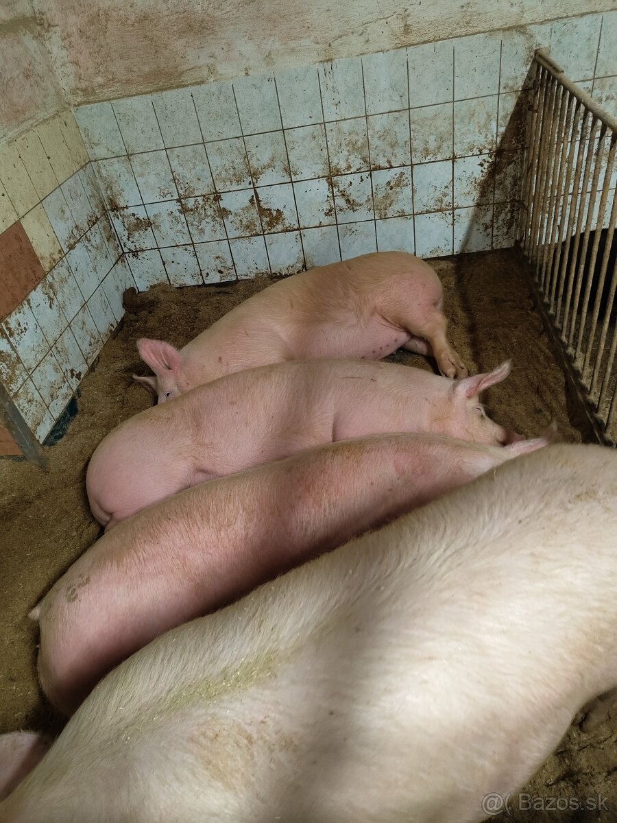 Prasce na zárez - 2