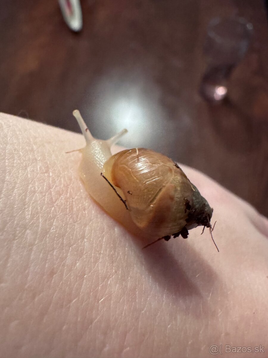 Africký slimáčikovia - 2