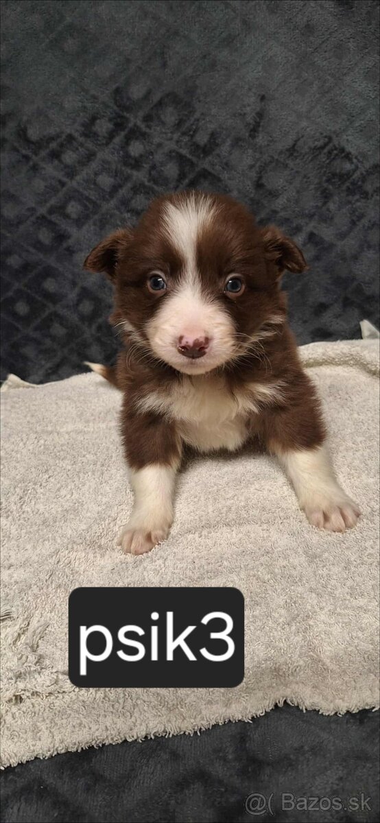 Border Kolia šteniatka - 2