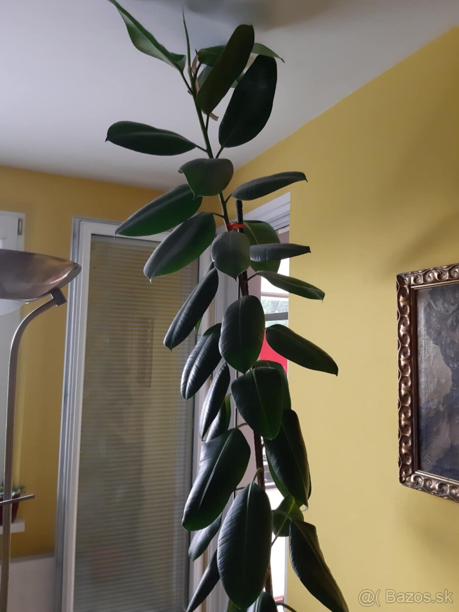 Fikus 260 cm vysoký - 2