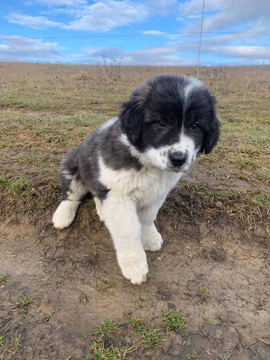 Stredoázijský ovčiak - 2