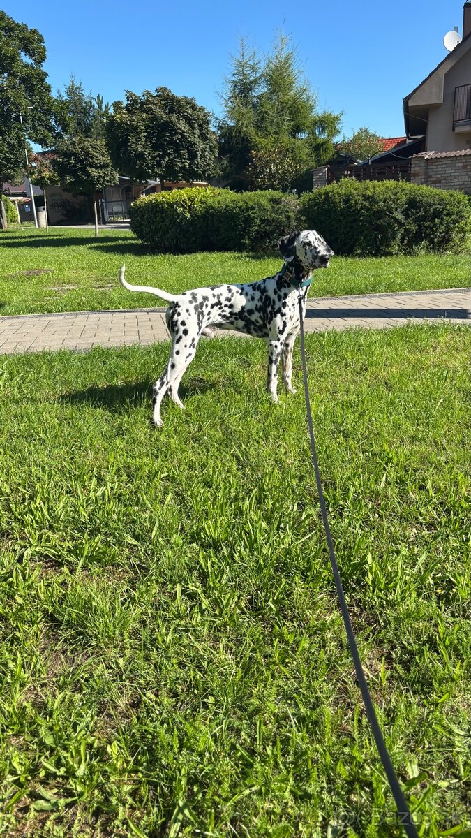 Ponúkam na krytie dalmatínskeho psa - 2