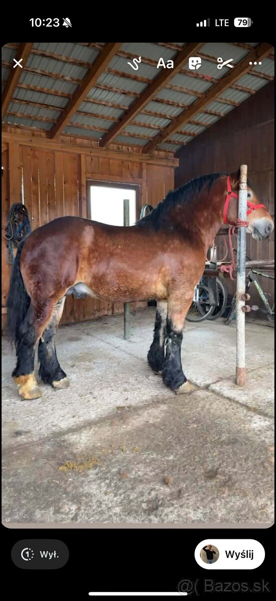 Predam ťažného žrebca - 2