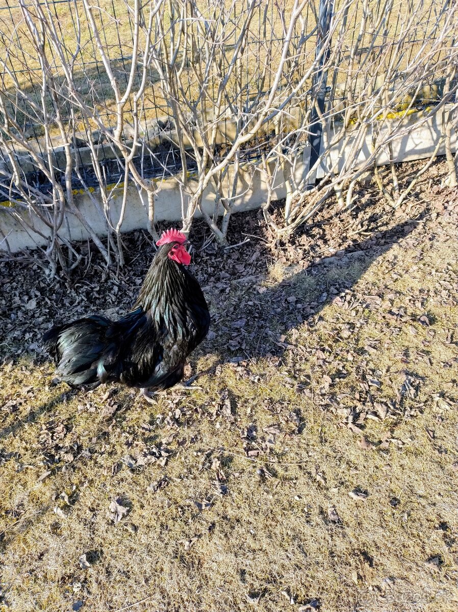 Predám kohútov australorpky - 2