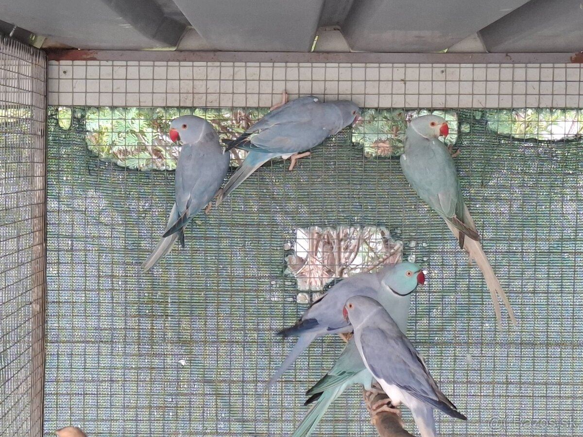 Alexander maly hch - 2