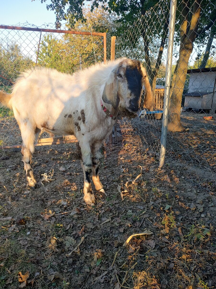 Anglonubijsky capko na krytie - 2
