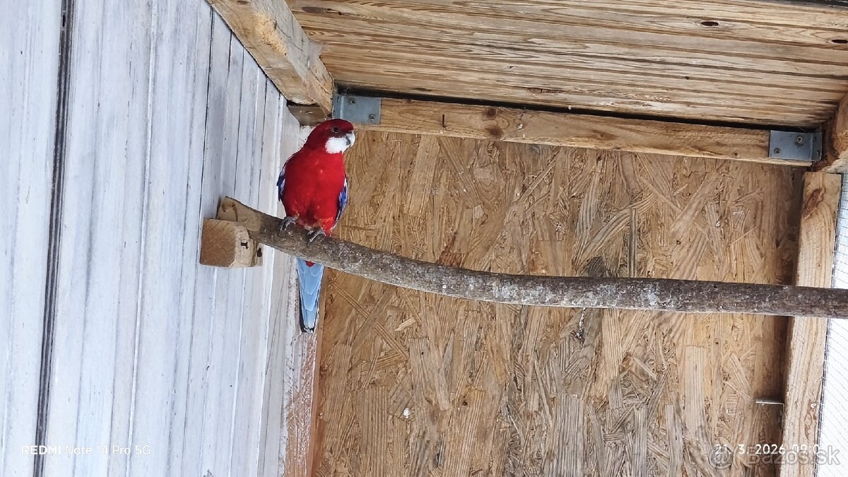 Rozela pestrá červená - 2