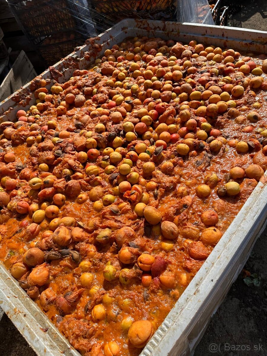 Predam marhule na jedlo a kvas - 2