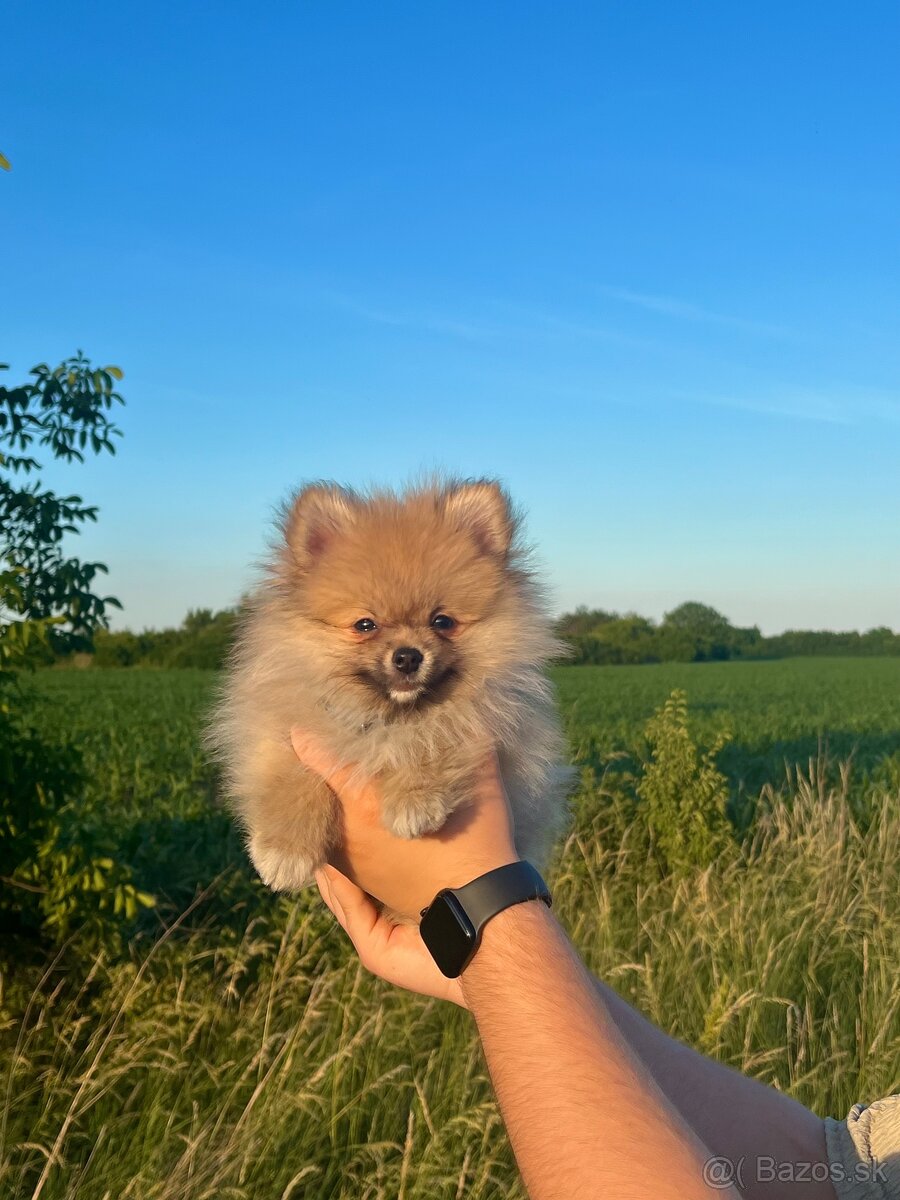 Pomeranian Teddy - 2
