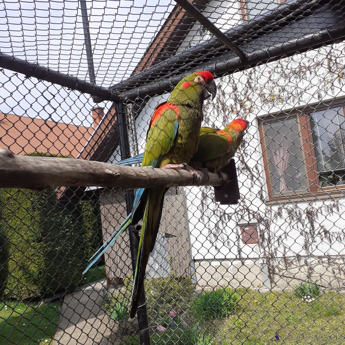 Ara rubrogenys - 2