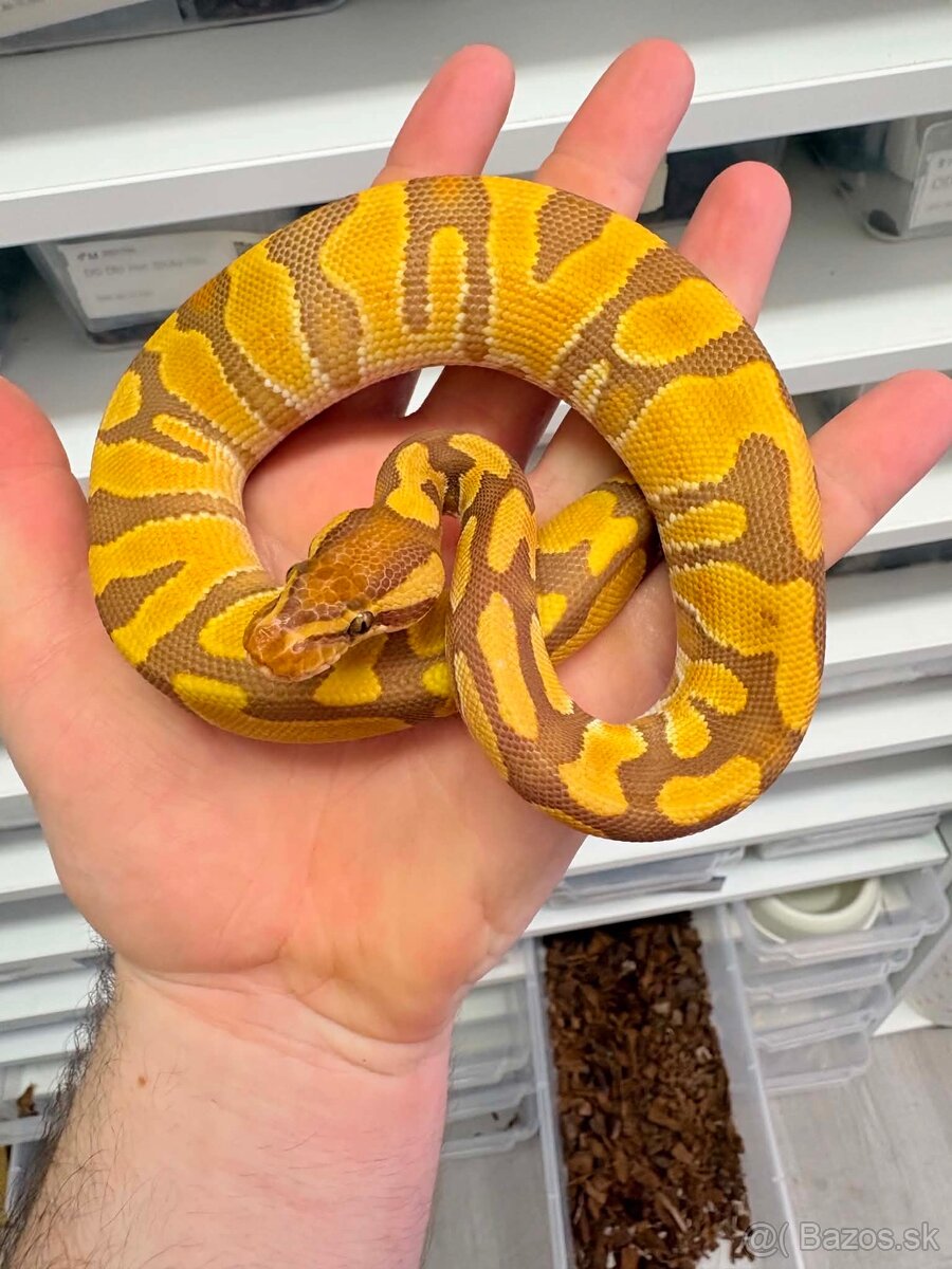 Python regius - 2