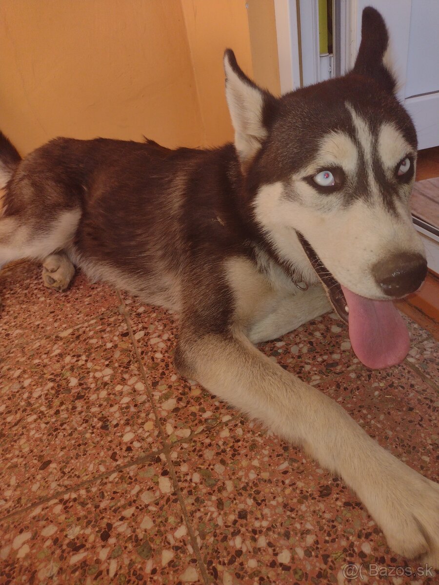 Husky - 2