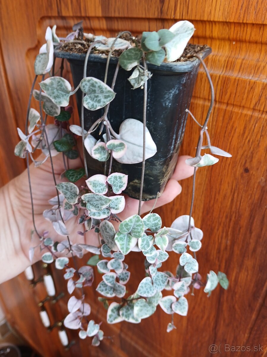 Ceropegia woodii variegata - 2