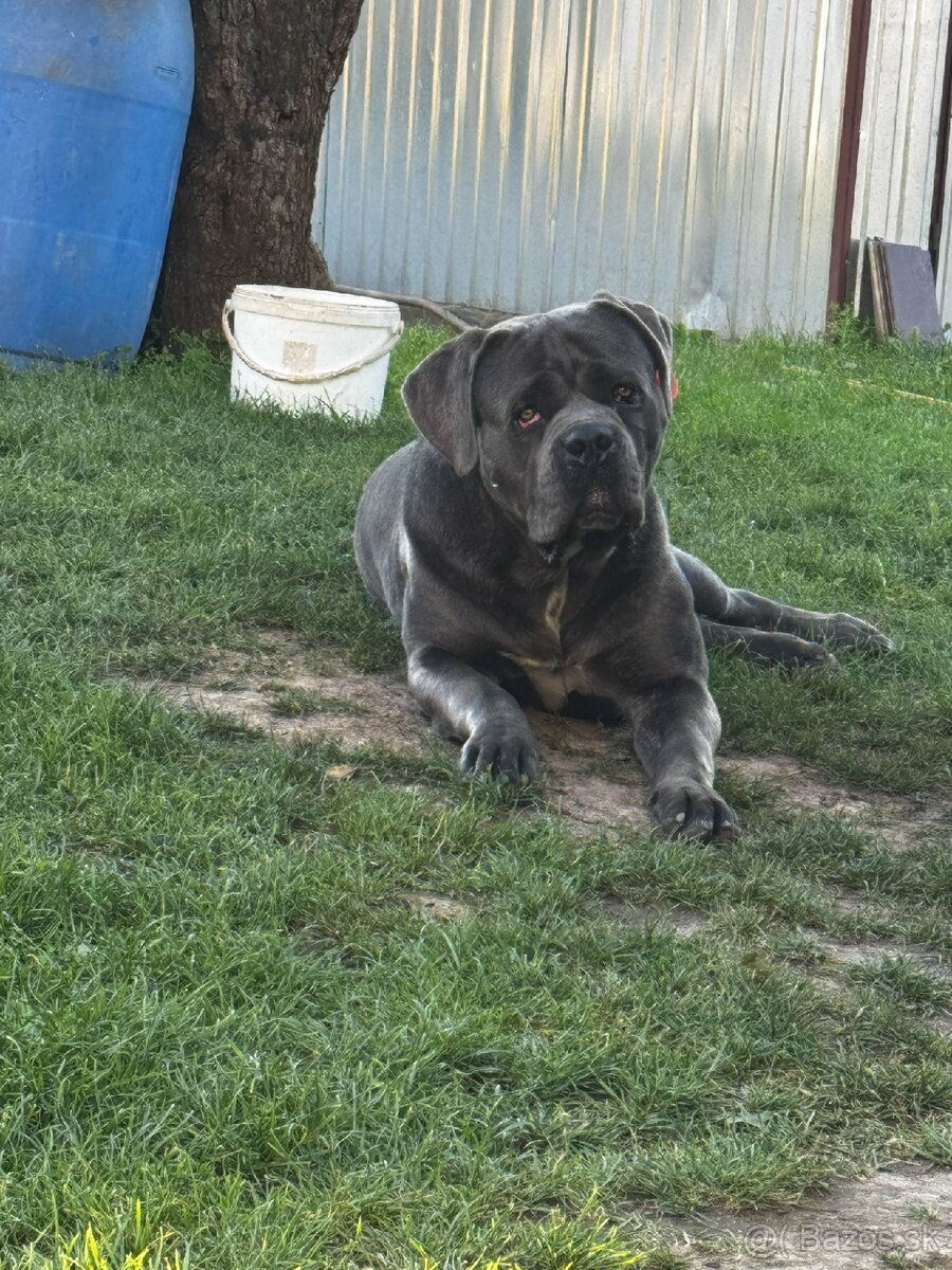 Krytie cane corso - 2