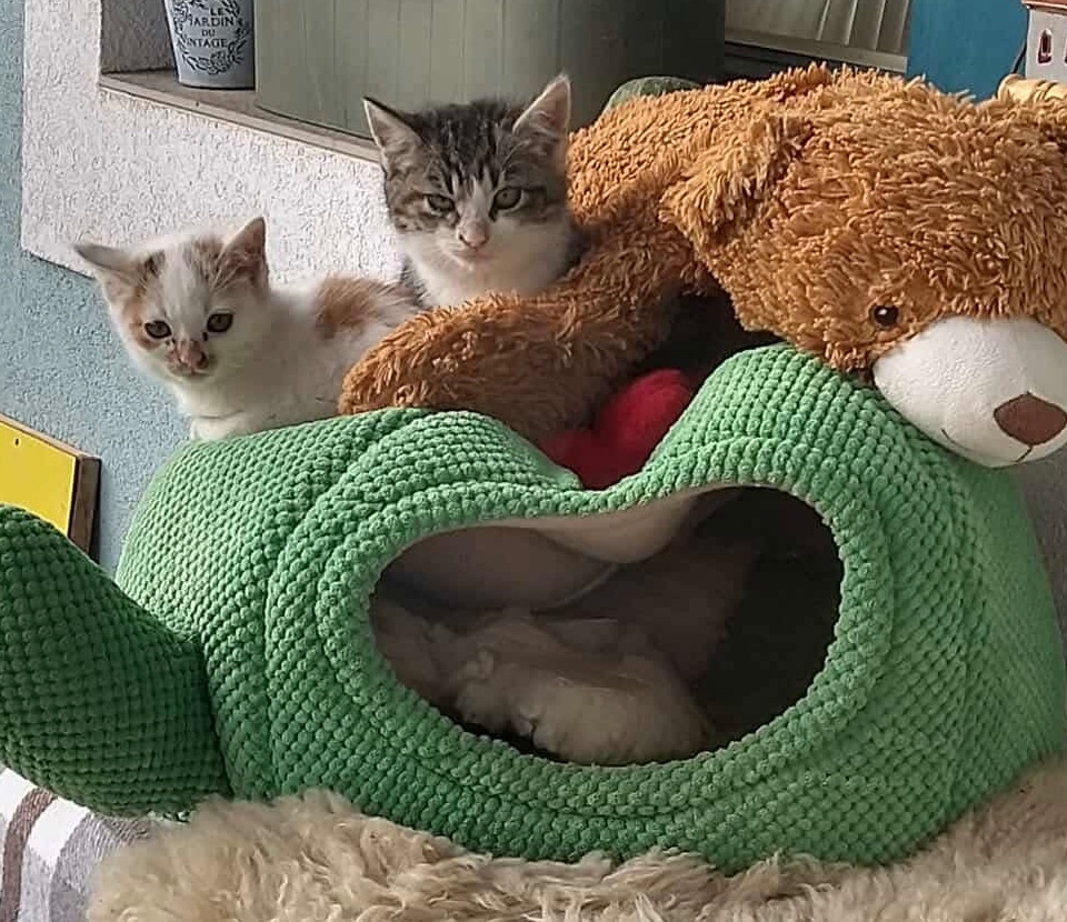 Darujem dve mačiatka - 2