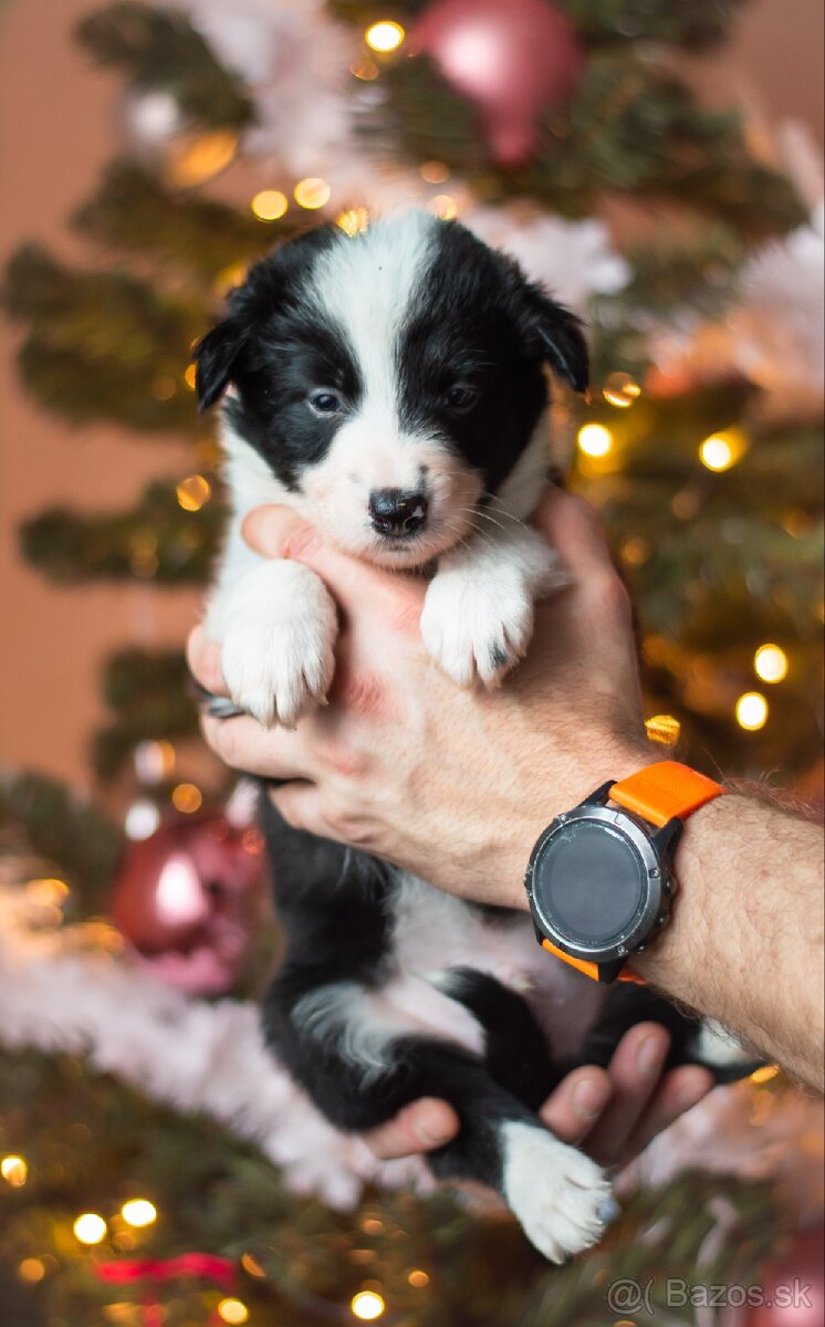 Border kólia - s PP(ISDS) - 2