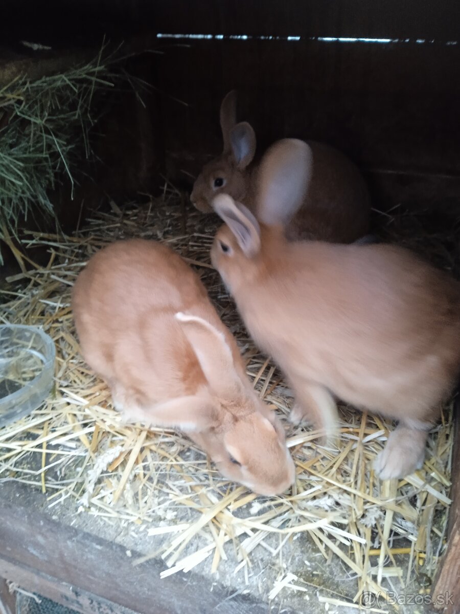 Burgunske Králiky - 2