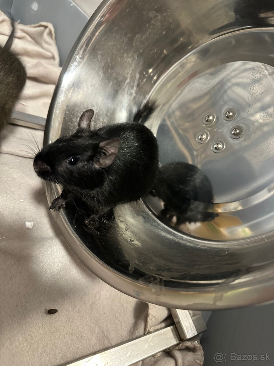 Darujem osmákov degu - 2