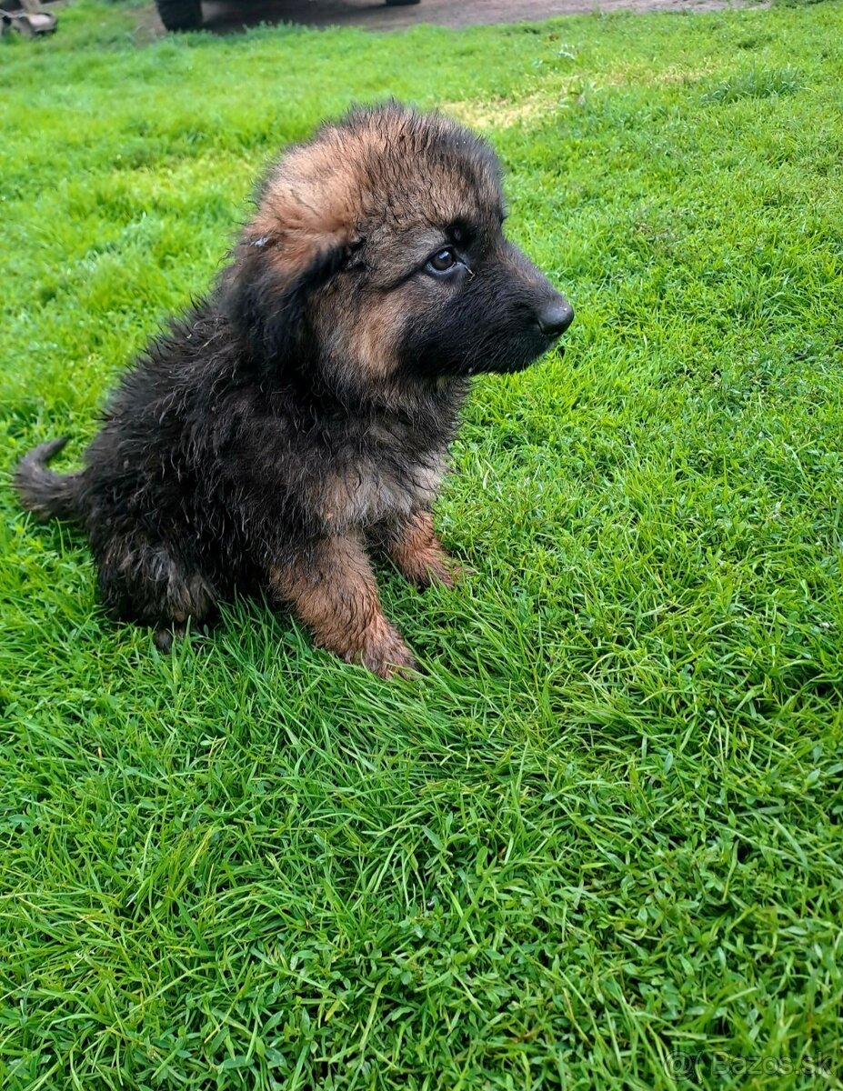 Nemecký ovčiak - 2