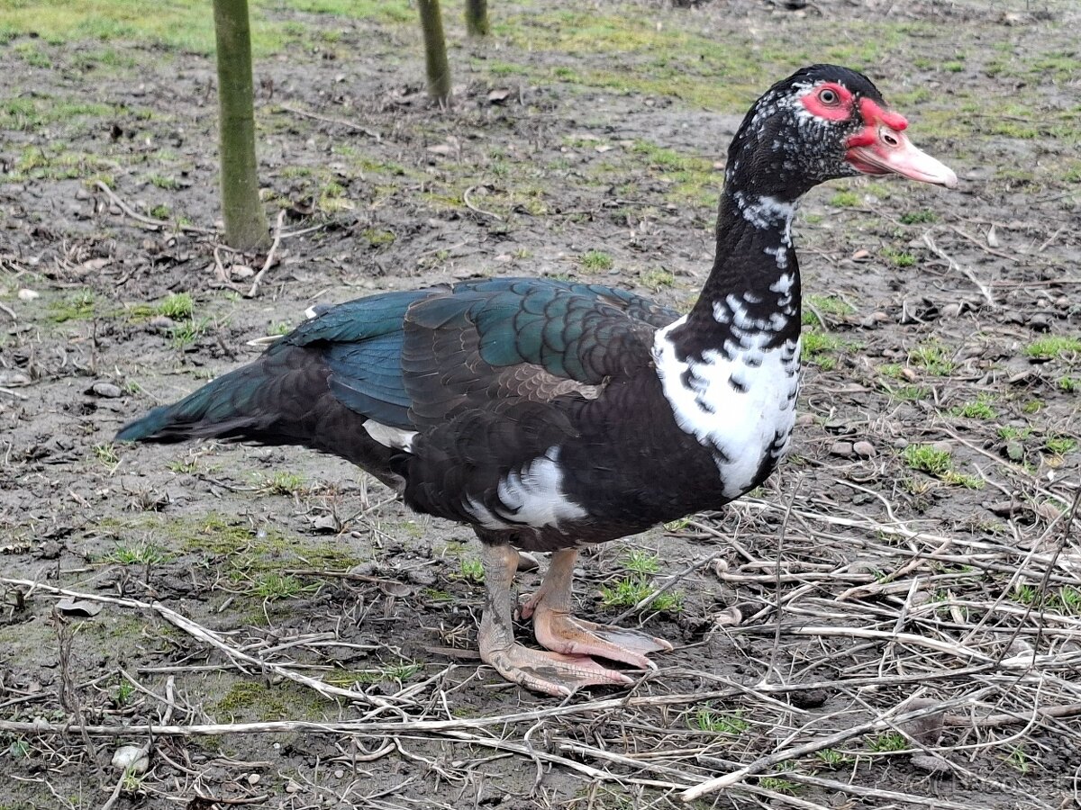 Pižmové kačice - 2