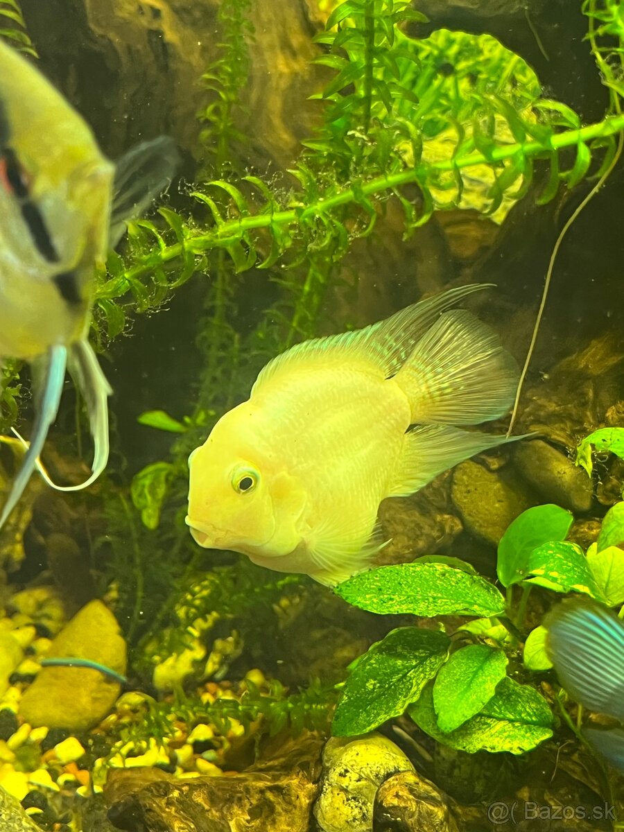 Predám mladé rybičky - 2